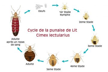 cycle-punaise-de-lit